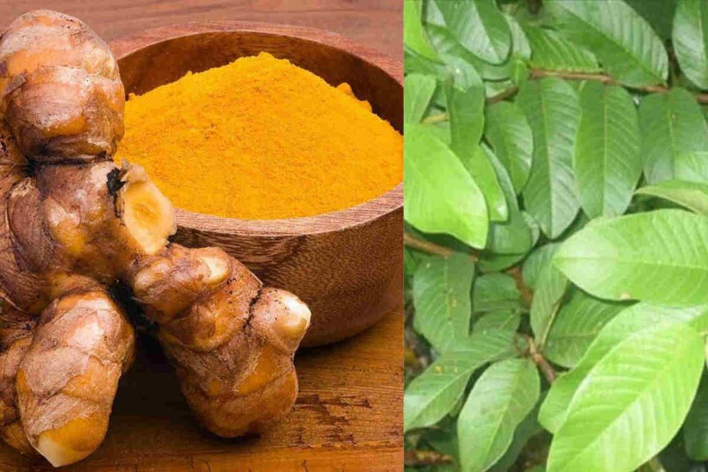 Voici un remède naturel et très efficace à base de feuilles de goyave contre le diabète