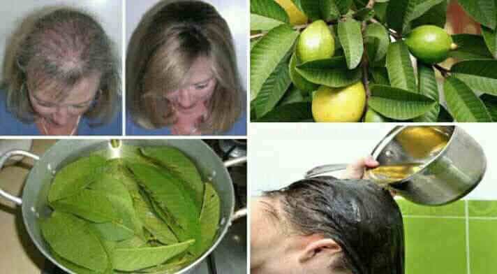 Les feuilles de Goyave peuvent arrêter à 100 % vos pertes de cheveux et les faire pousser de façon incroyable