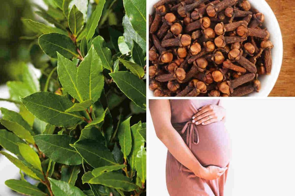 3 meilleures recettes à base de feuilles de laurier pour tomber enceinte naturellement