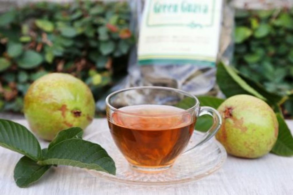 Voici une excellente recette d’un thé base de feuilles de goyave pour perdre du poids en une semaine
