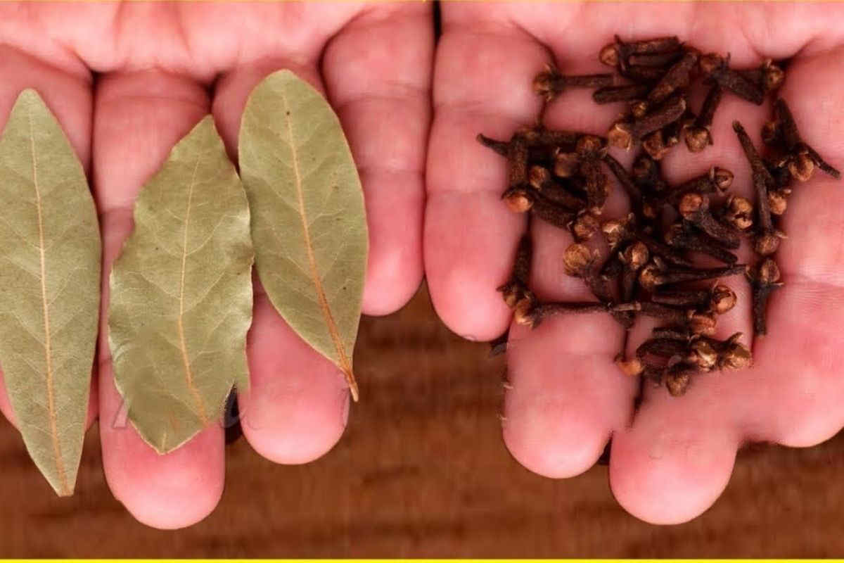 La recette africaine la plus témoignée avec les feuilles de laurier et clou de girofle pour tomber enceinte
