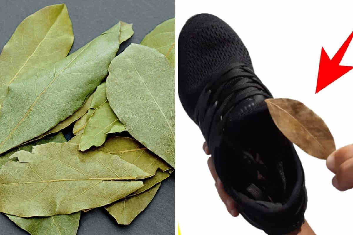 Feuille de laurier dans les chaussures : un rituel puissant pour attirer chance et abondance