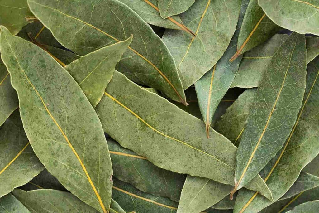 Est-ce que les feuilles de laurier sont dangereuses à manger ?