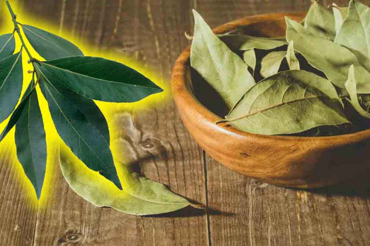 5 astuces avec les feuilles de laurier pour la protection