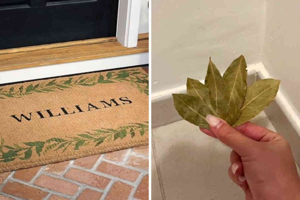 Voici pourquoi il faut placer 5 feuilles de laurier dans la maison