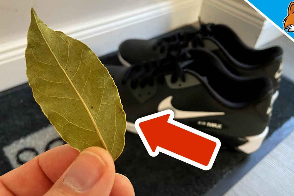 5 bienfaits de mettre une feuille de laurier dans les chaussures