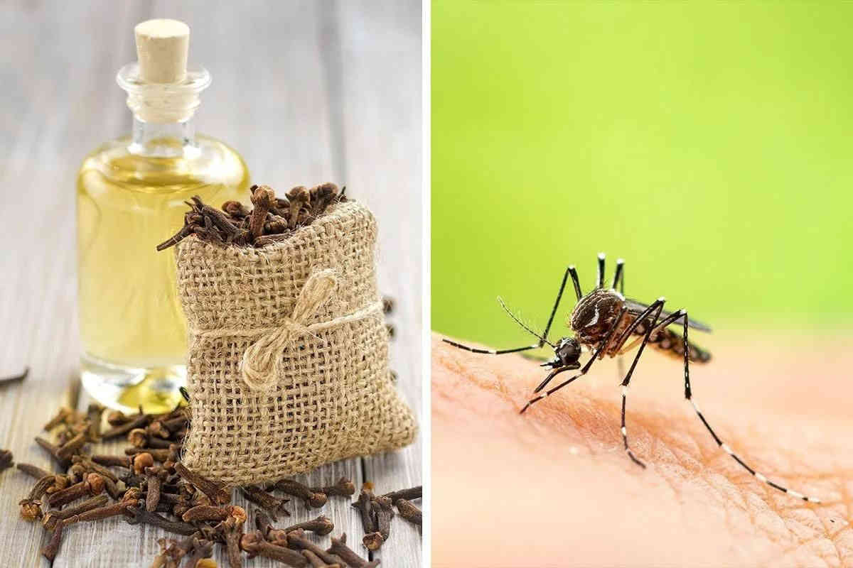 Clou de Girofle : Un Puissant Répulsif Anti-Moustique Naturel